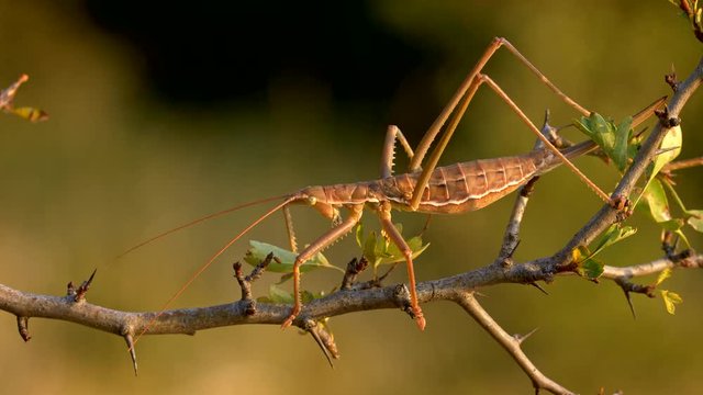 European predatory bush cricket (Saga pedo)