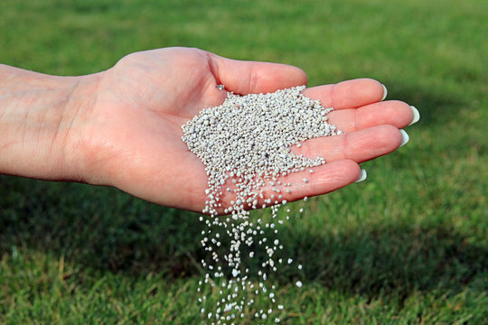 Spreading Lawn Fertilizer By Hand For Healthy Grass