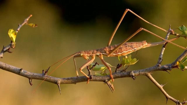 European predatory bush cricket (Saga pedo)