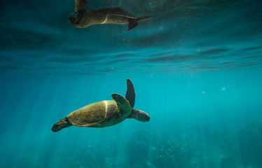 Turtles in Hawaii - obrazy, fototapety, plakaty