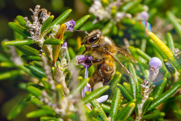 Honeybee Apis Mellifera