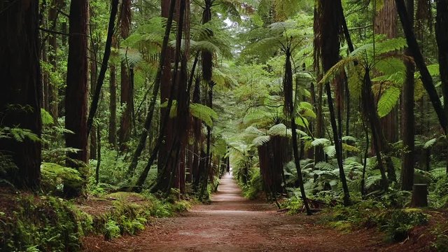Loopable footage taken outside of Rotarua in New Zealand of a rainforest and Redwood trees.