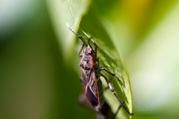 Naklejka premium Bug on Leaf