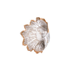 decorative seashell with pearls on a white isolated background