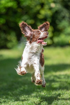 Young springer spaniel jumping for joy with flying ears.