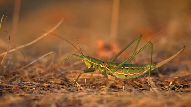 European predatory bush cricket (Saga pedo)
