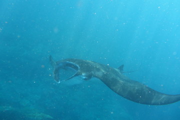 bali,indonesia,,manta ray