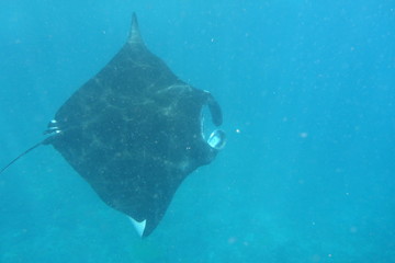 bali,indonesia,,manta ray