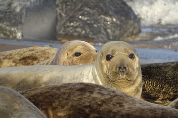 Horsey grey seals