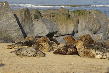 Horsey grey seals