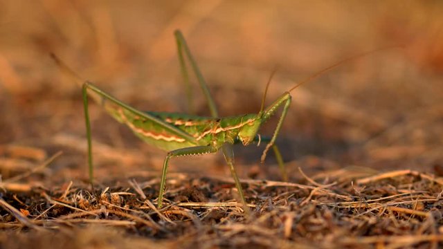 European predatory bush cricket (Saga pedo) cleaning itself
