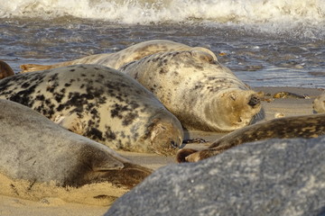 Horsey grey seals