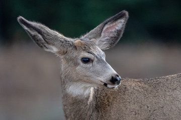 Deer in Yellowstone