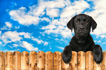 Black labrador puppy looking over a wooden fence