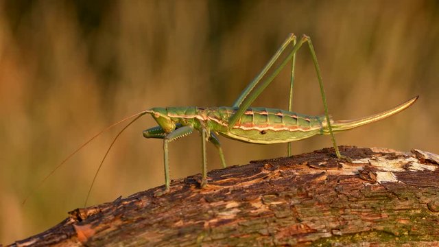 European predatory bush cricket (Saga pedo) cleaning itself