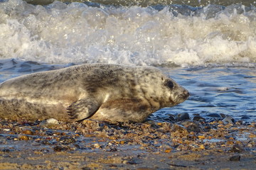 Fototapeta premium Horsey grey seals