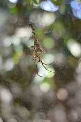Araña