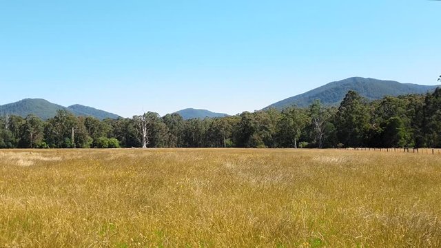 A stationary vantage on a wide, flat field. The dry, yellow grass is softly blowing in the wind. The field is surrounded by tall gumtrees. The horizon dotted with tall, blue mountain peaks.