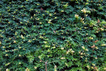 Green leaves wall background