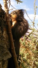 Eichh&ouml;rnchen Jungtier