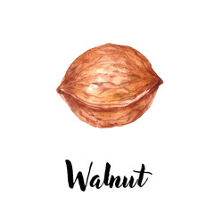 hazelnut, walnut watercolor, isolated on white background