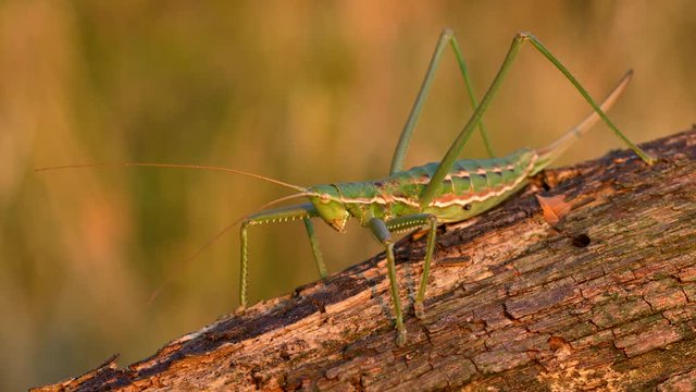 European predatory bush cricket (Saga pedo)