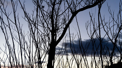 Silueta  de árbol