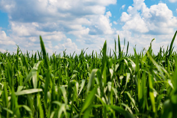 green grass against the blue cloudy sky