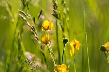 Wild flowers in a sunny summer meadow