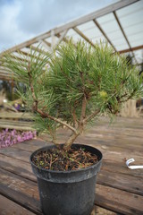 Pinus mugo pumilio