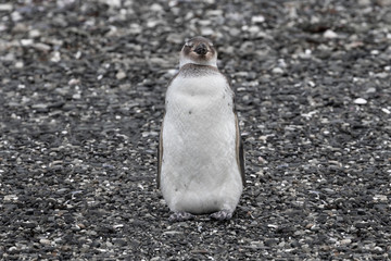 Penguins in Ushuaia