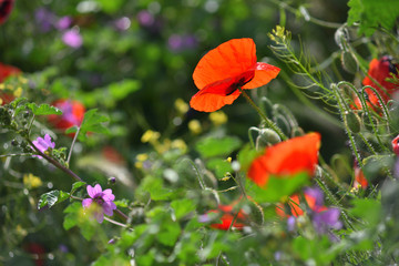 Fototapeta premium Field of blooming red poppies. Beautiful fields of red poppy. Red poppies in sunlight. Red poppies in grass.