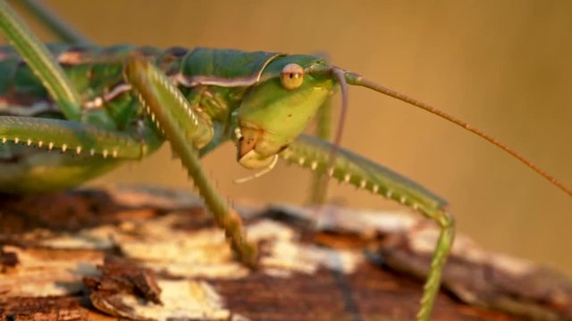 European predatory bush cricket 
