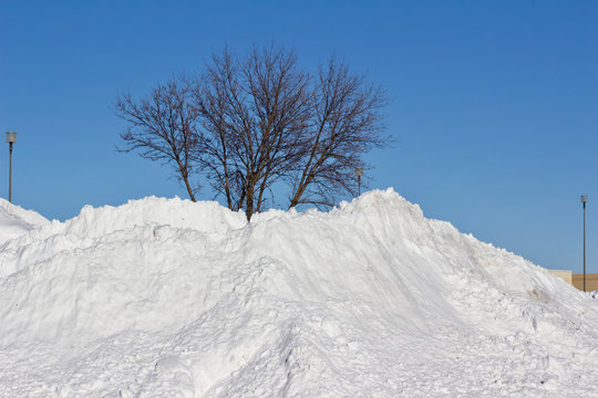 Large pile of snow in front of a bare deciduous tree with blue sky background