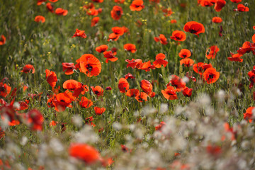 Obraz premium Field of blooming red poppies. Beautiful fields of red poppy. Red poppies in sunlight. Red poppies in grass.