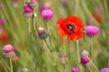 Field of blooming red poppies. Beautiful fields of red poppy. Red poppies in sunlight. Red poppies in grass.