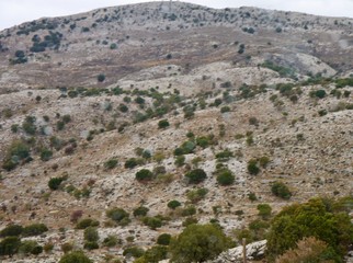 B&auml;ume auf dem Felsr&uuml;cken in Griechenland
