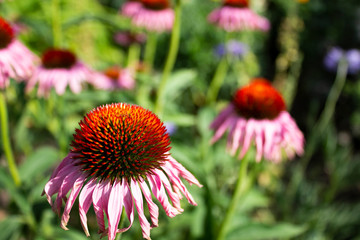 Pink Coneflowers (Echinacea)