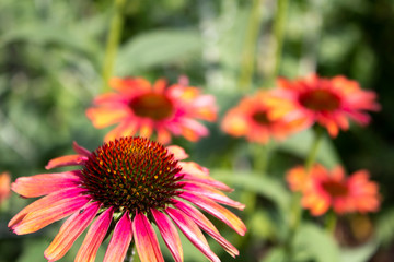 Pink Coneflowers (Echinacea)
