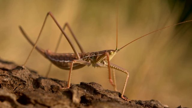European predatory bush cricket (Saga pedo)