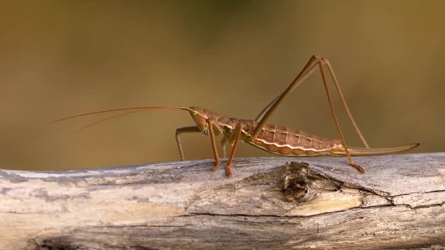 European predatory bush cricket (Saga pedo)