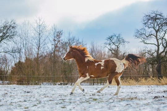 Portrait of chestnut brown and white horse galloping on a pasture on a cold sunny winter day, waving mane, ground covered with snow, trees in background, blue sky