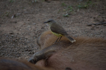 Bird under capybara