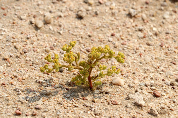 beautiful desert plant - Namibia Africa