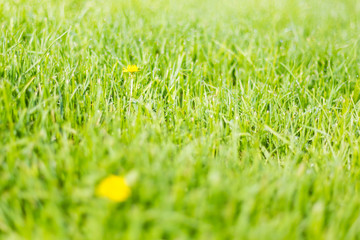 Spring flowers