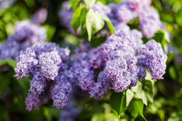 Obraz premium Spring flowers
