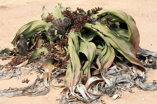 big female Welwitschie (Welwitschia mirabilis) - Namibia Africa