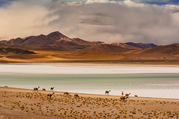 Animales pastoreando en laguna en desierto