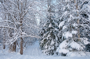 A snowy road going through the forest in the winter in Finland. White snow covering the trees and a path leading to the woods. Arctic climate.
