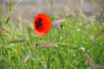 One red poppy in green grass.